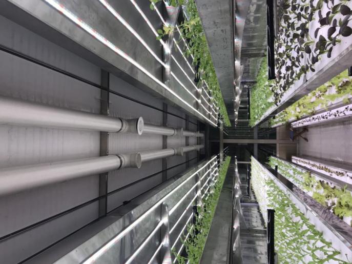 Usine de plante conteneur