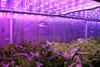 Usine de plante conteneur