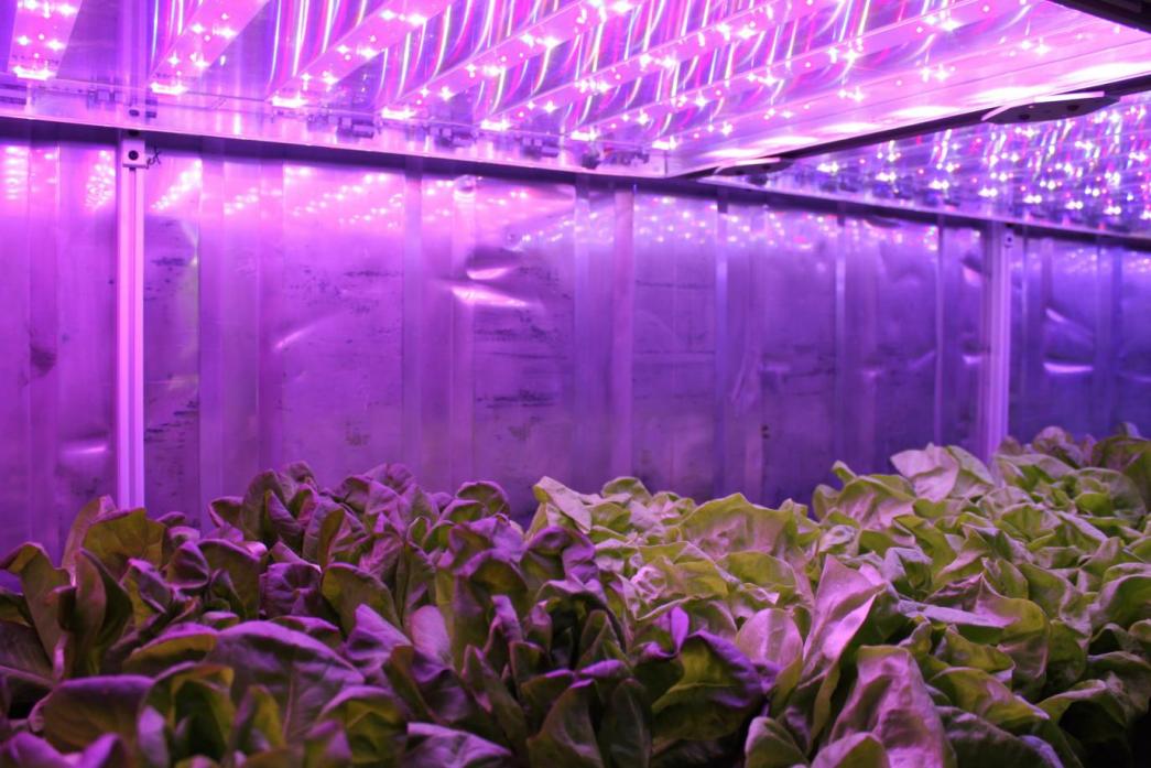 Usine de plante conteneur