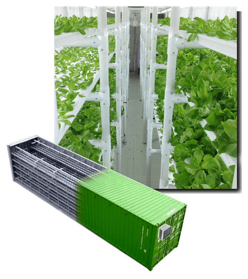 Usine de plante conteneur