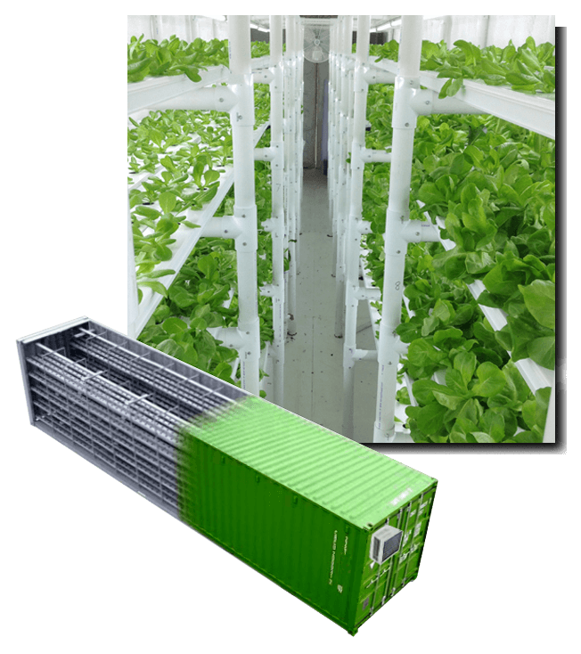 Usine de plante conteneur